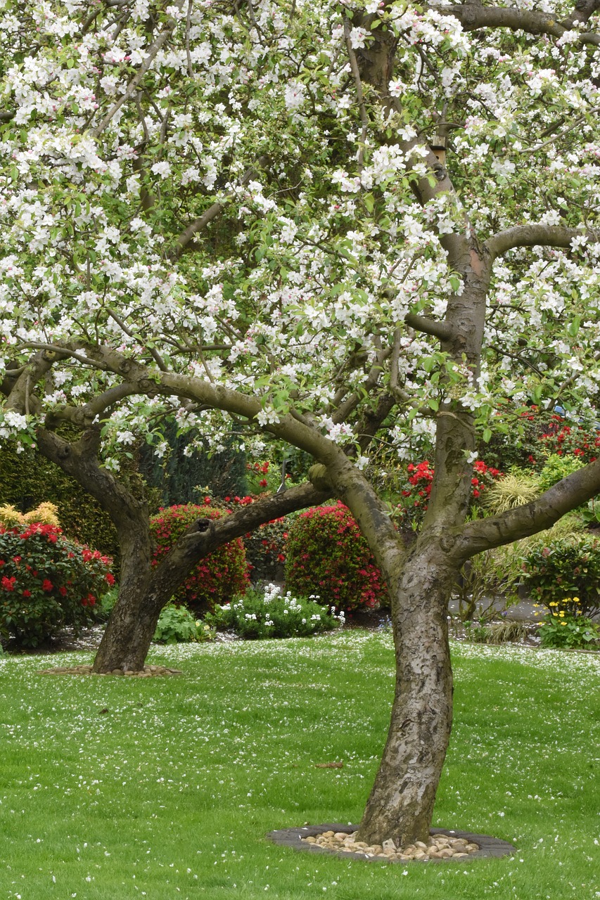 garden  flowers  colorful free photo