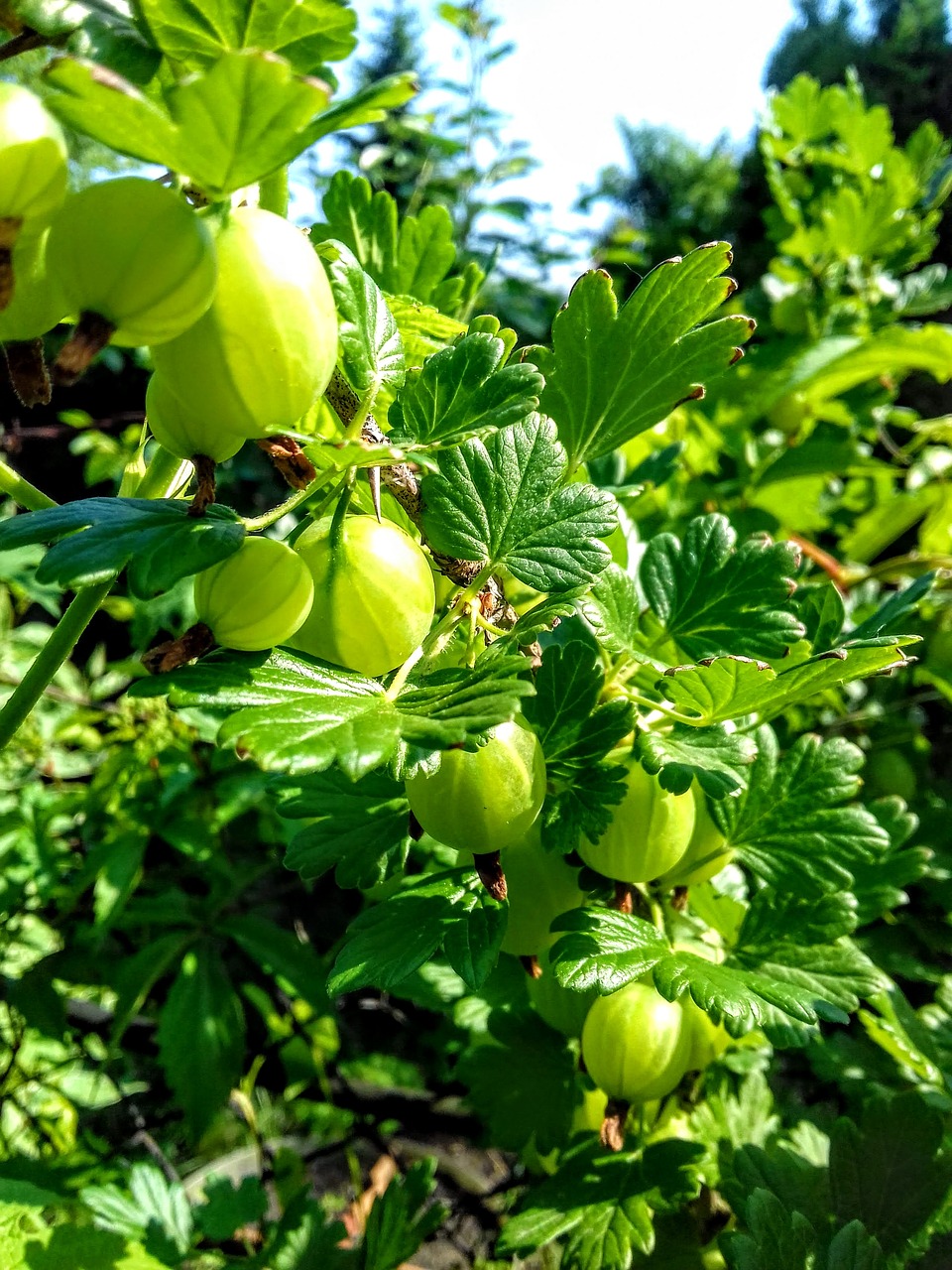 Какой купить крыжовник. Крыжовник. Лесной крыжовник. Антильский крыжовник.