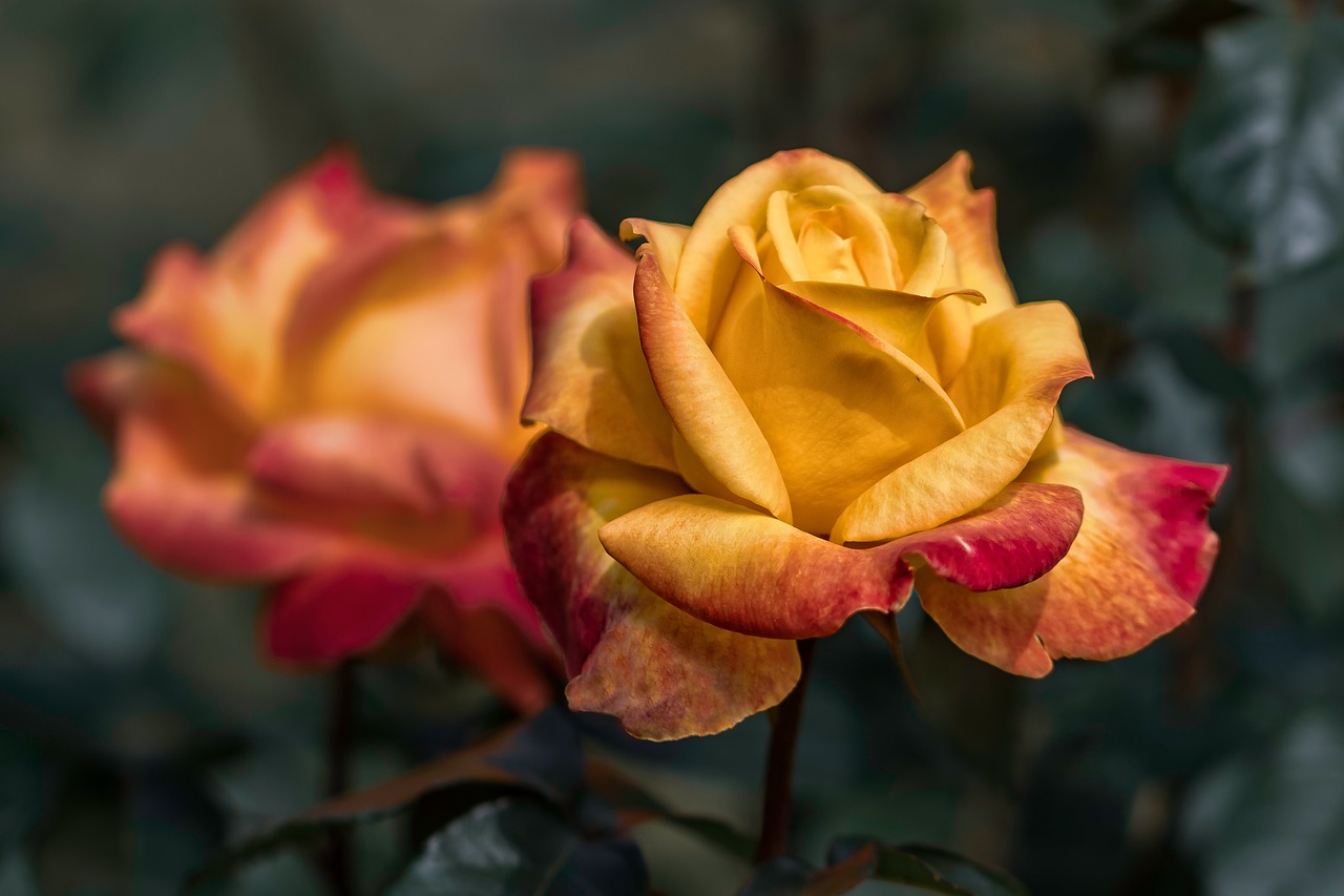 garden  red roses  yellow roses free photo