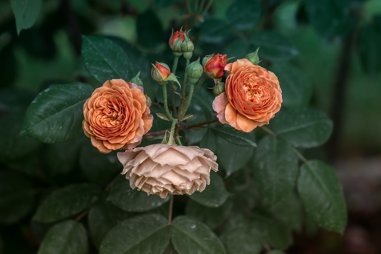 garden  red roses  flower free photo