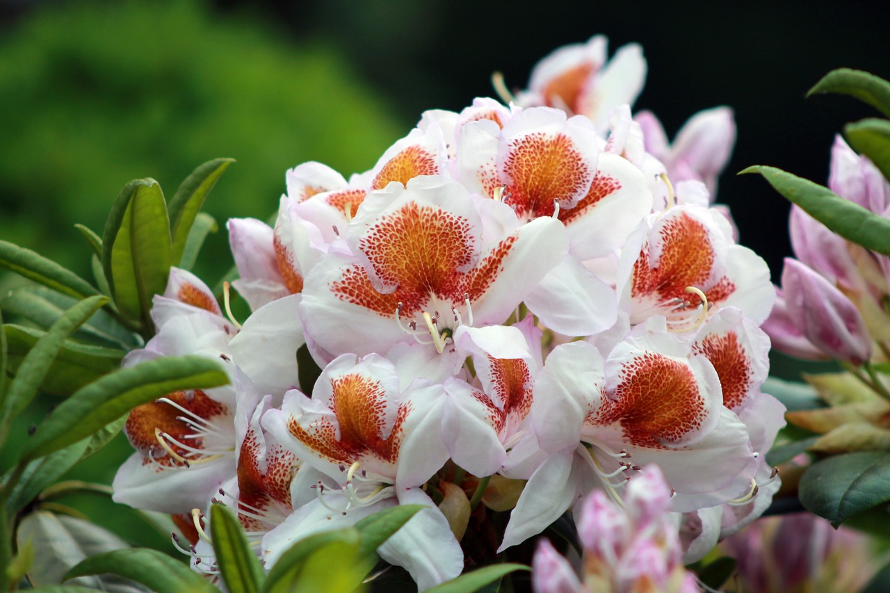 garden  flower  pink free photo