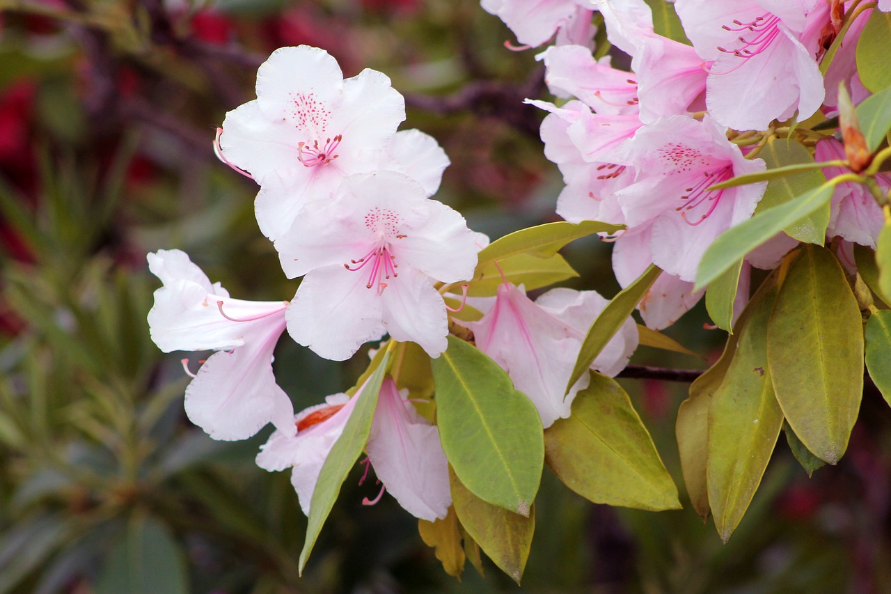 garden  flowers  pink free photo