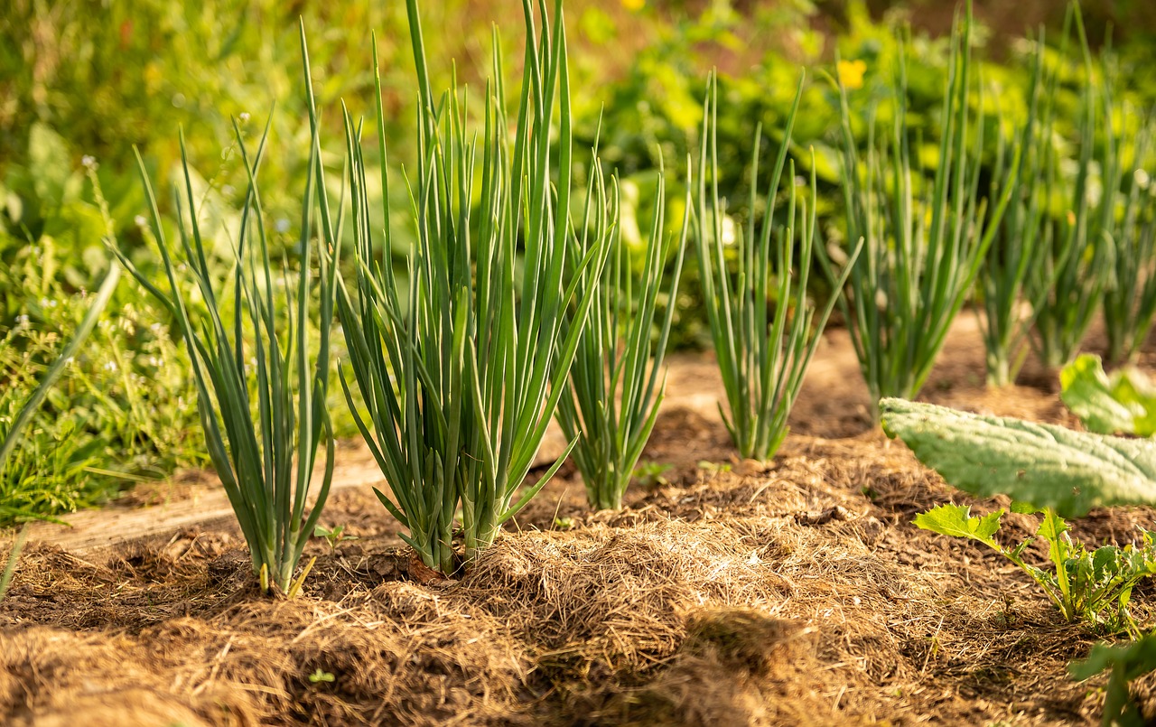 garden  onion  kitchen onion free photo