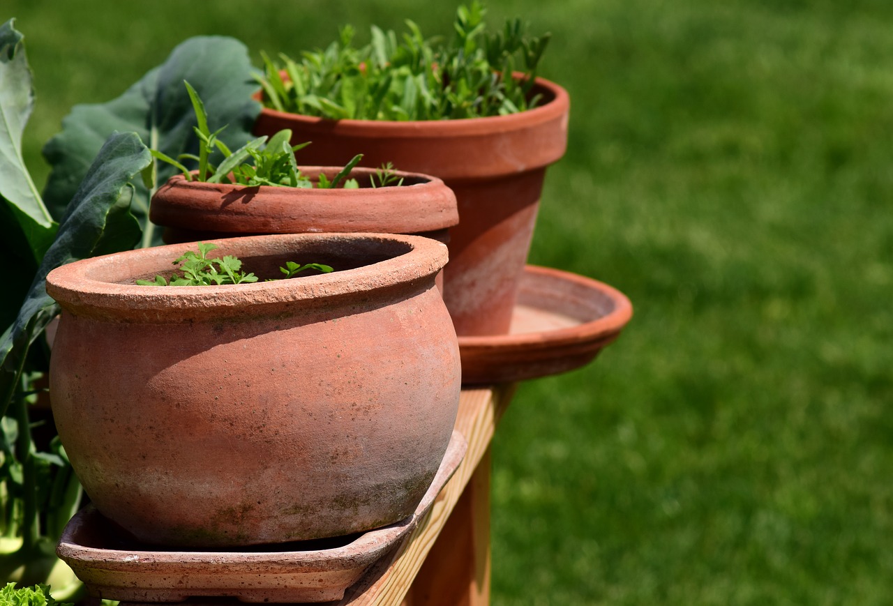 garden  plant pots  herbs free photo