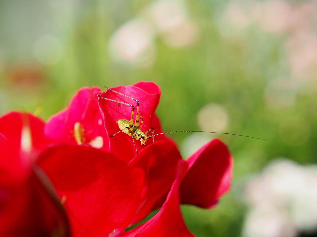 garden  grasshopper  insect free photo