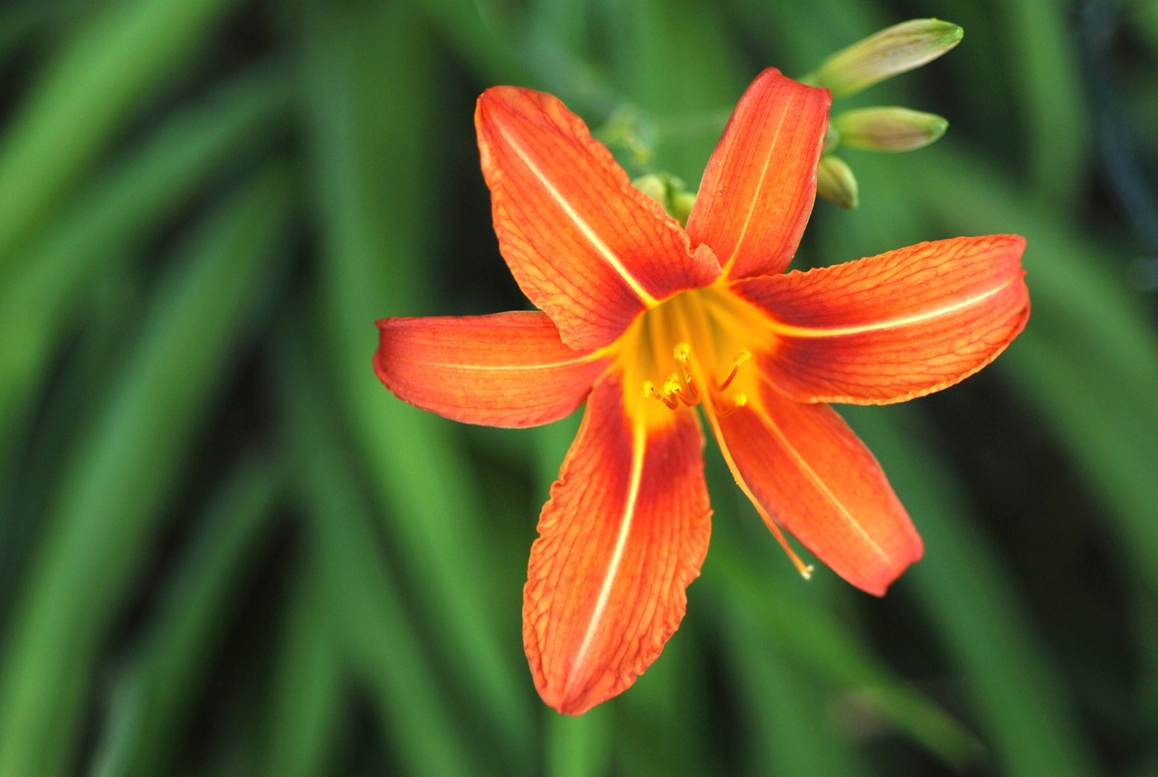 garden  flowers  lily free photo