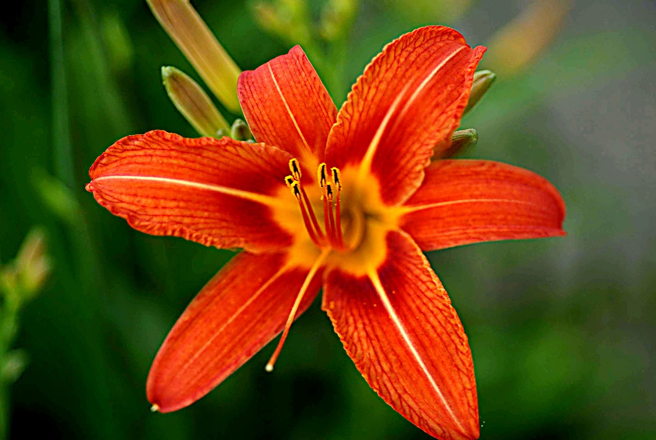 garden  flower  orange free photo