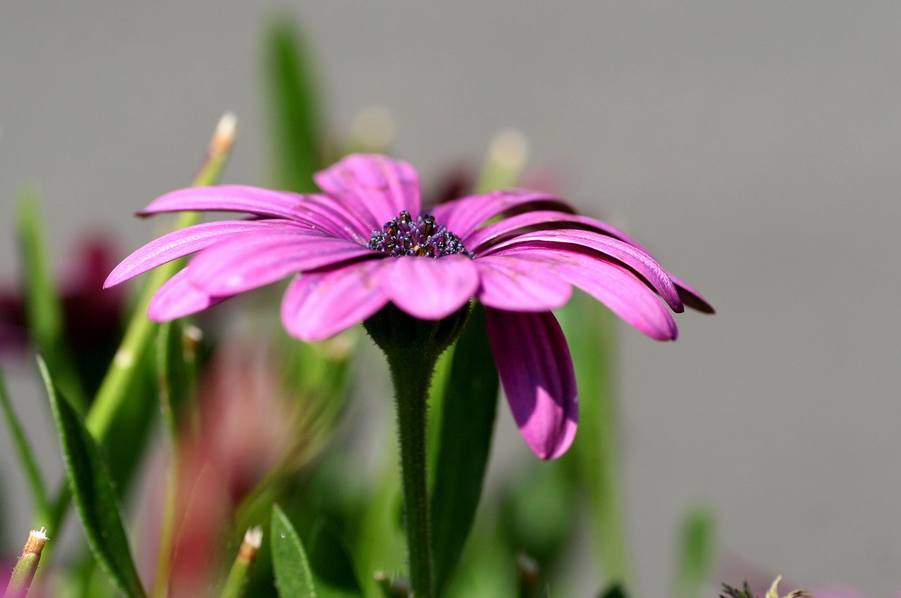 garden  flower  nature free photo