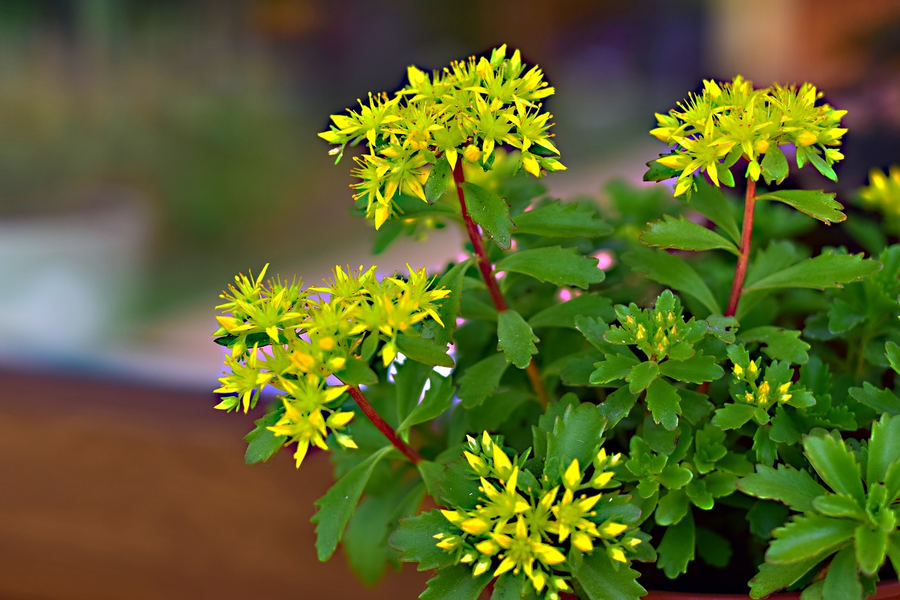 garden  flower  summer flower free photo