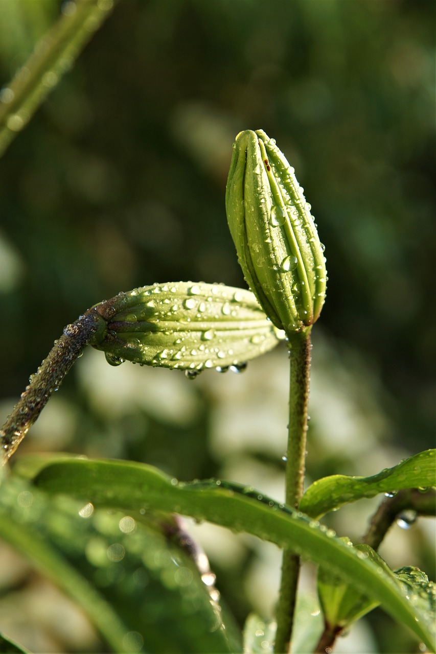 garden  plant  drop of water free photo