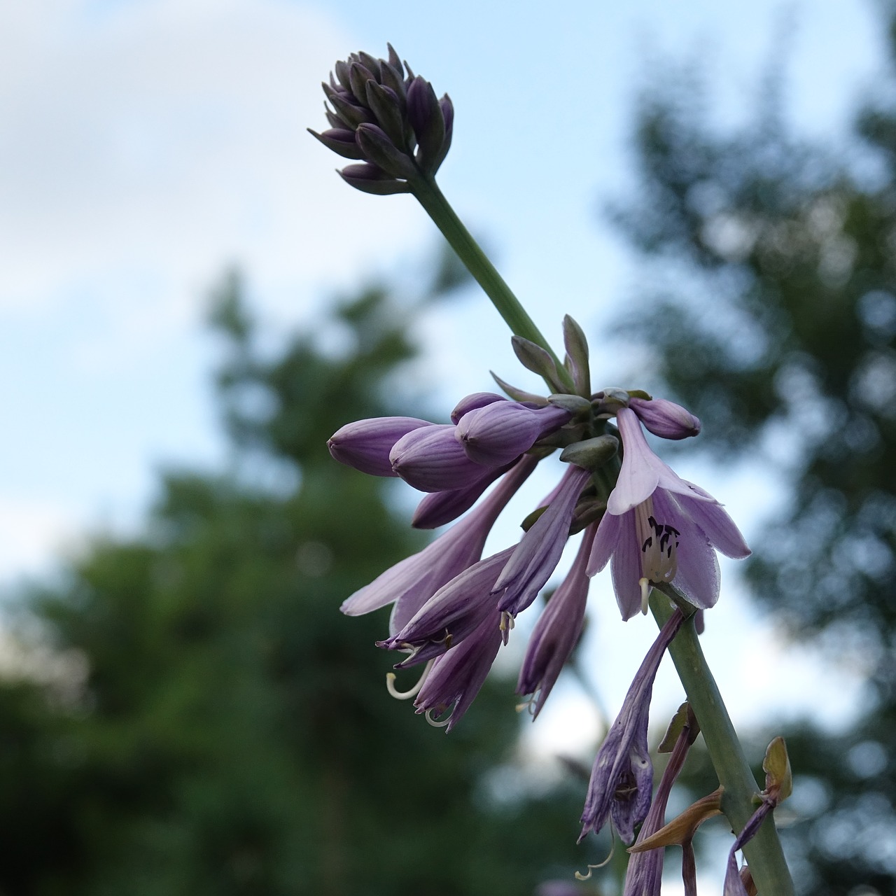 garden  flower  flowers free photo