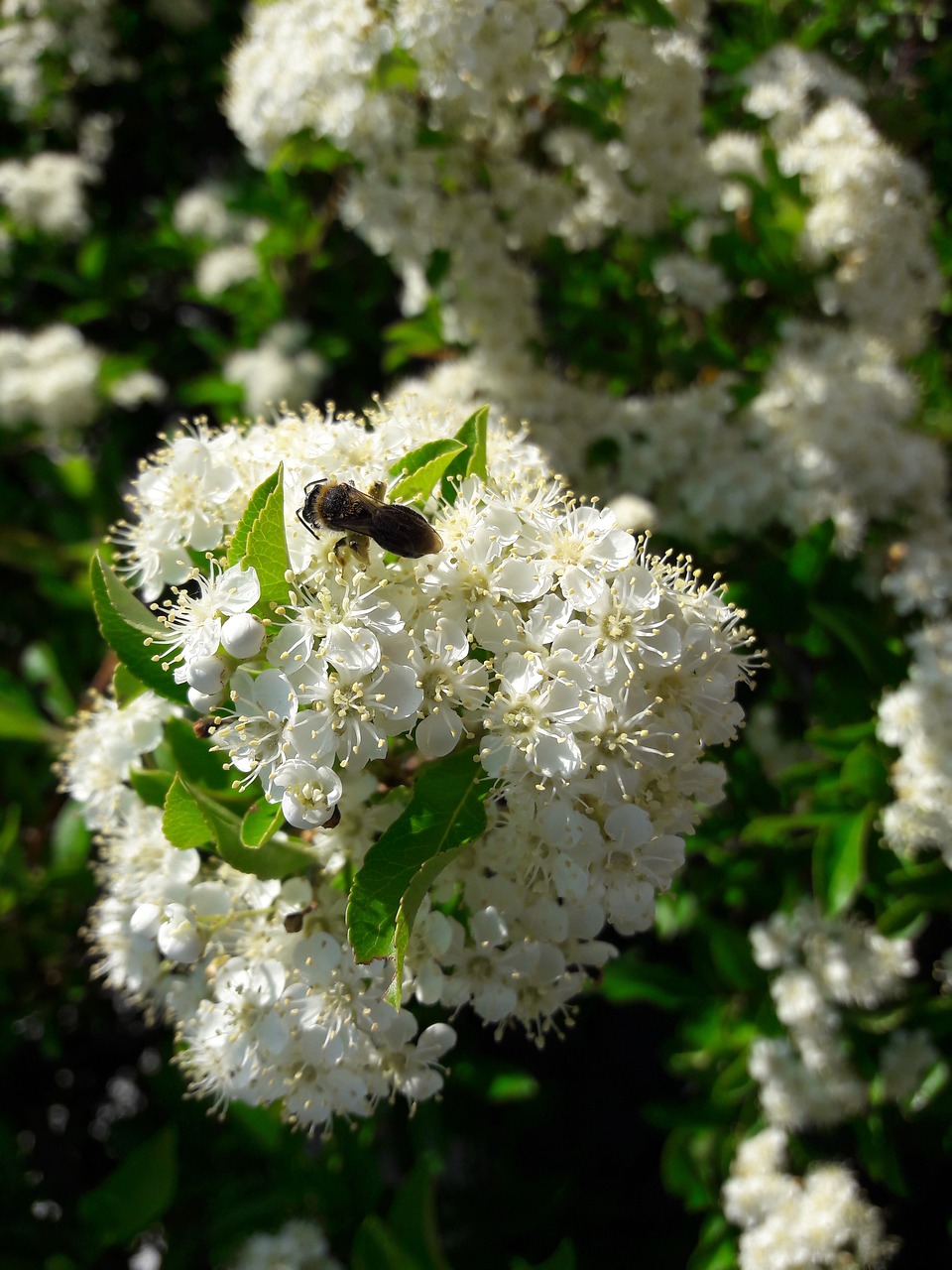 garden  blossom  bloom free photo