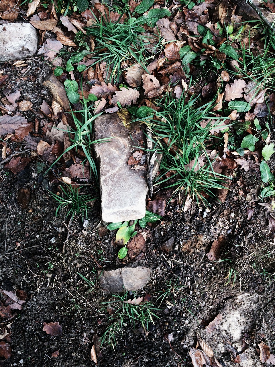 garden forest floor stone free photo