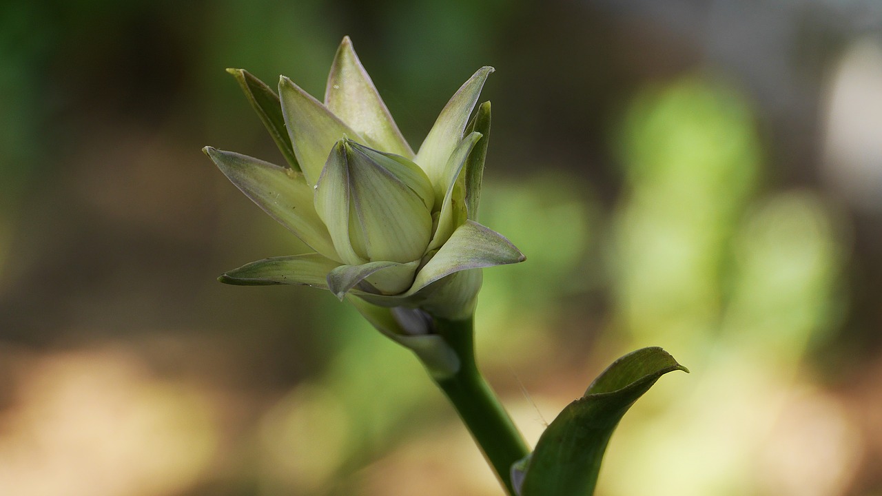 garden  flowers  nature free photo