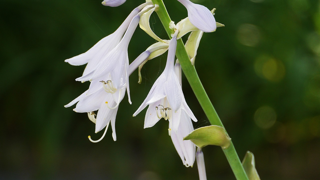 garden  flowers  nature free photo