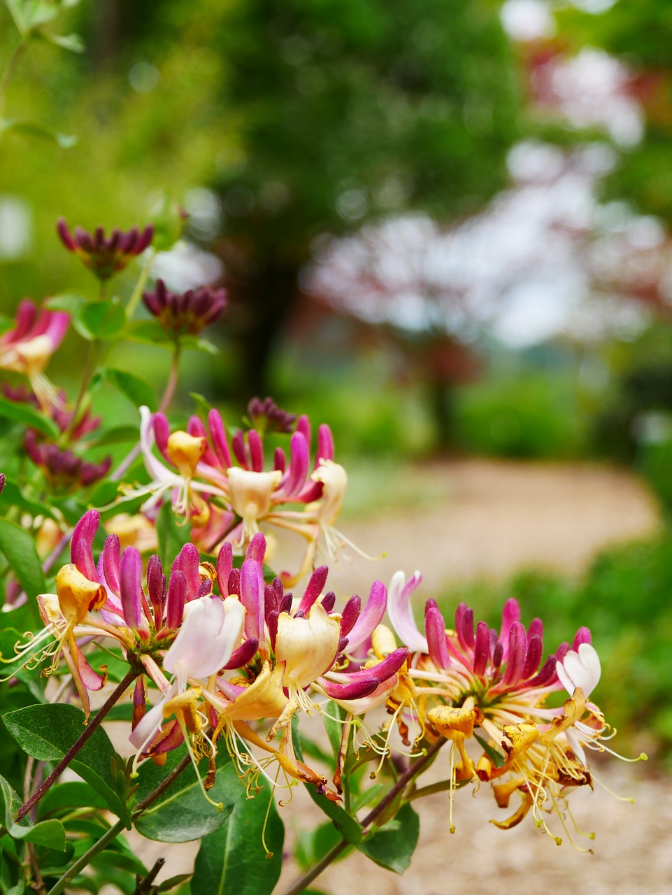 garden  blossom  bloom free photo