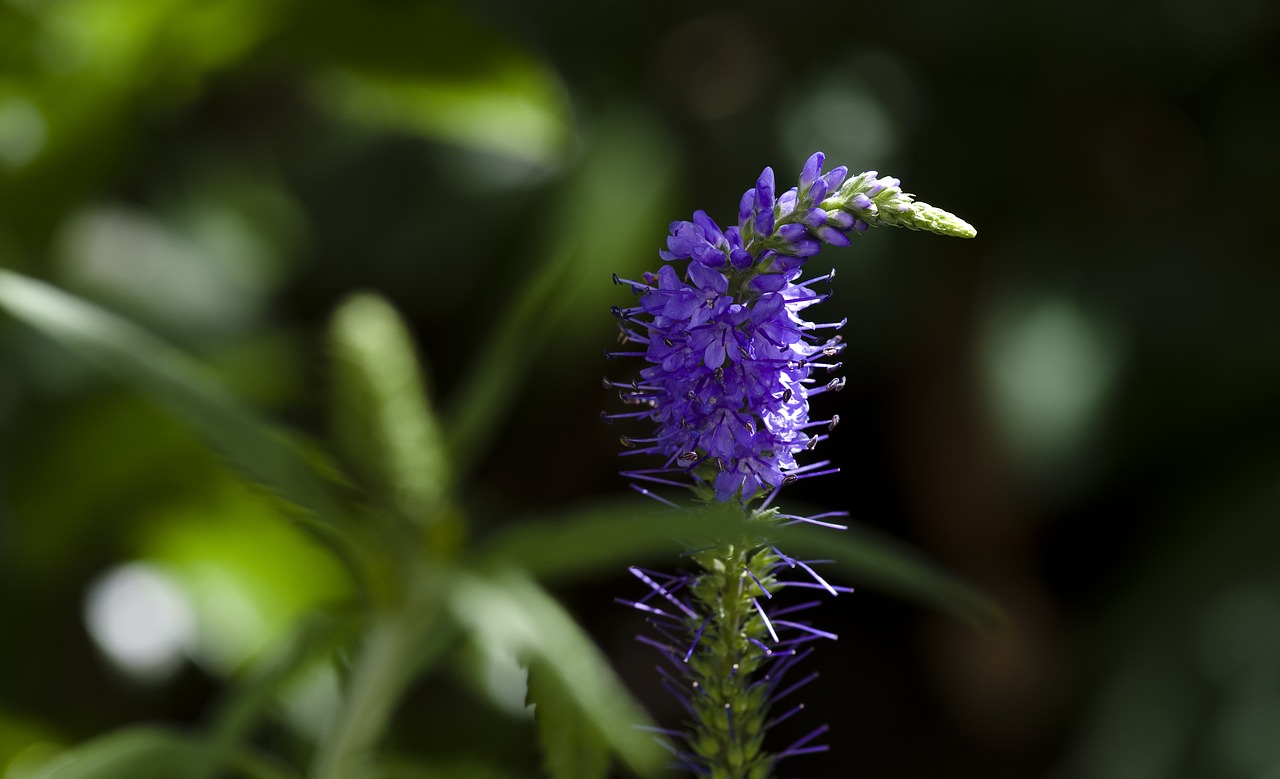 garden  blossom  bloom free photo