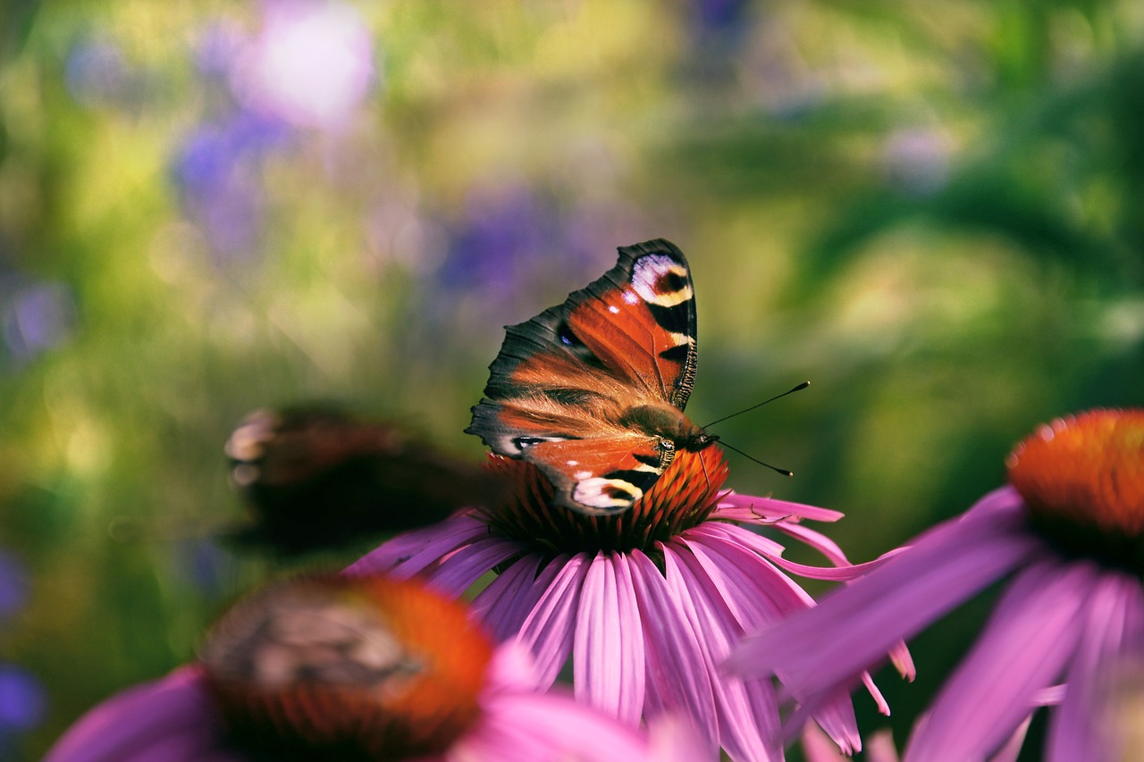 garden  nature  flower free photo