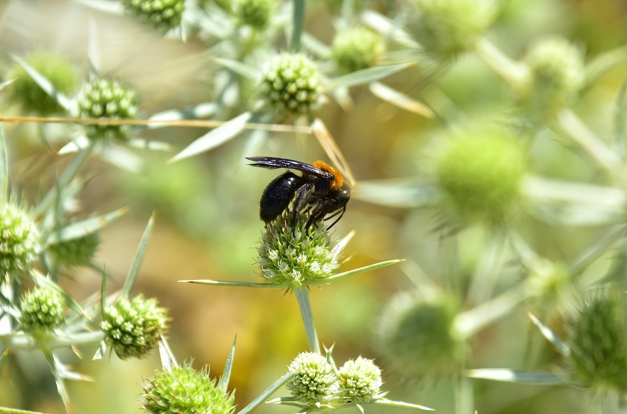 garden  flowers  insects free photo