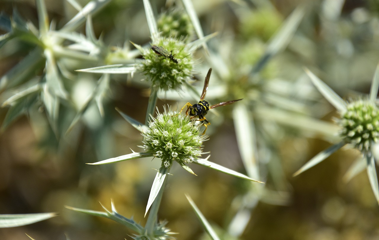 garden  flowers  insects free photo