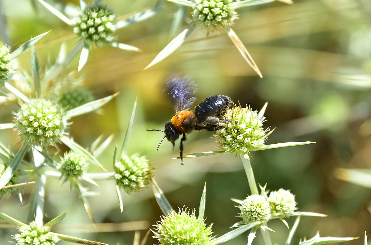 garden  flowers  insects free photo