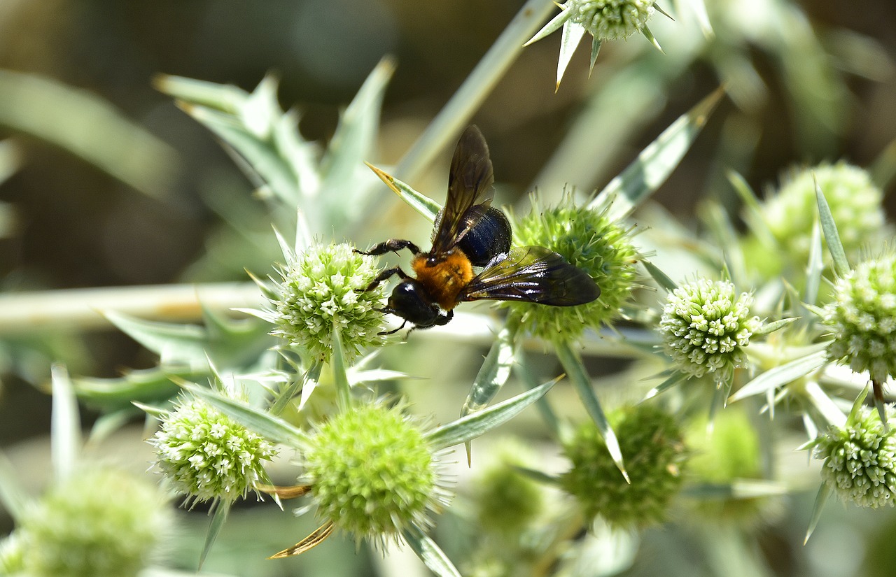 garden  flowers  insects free photo