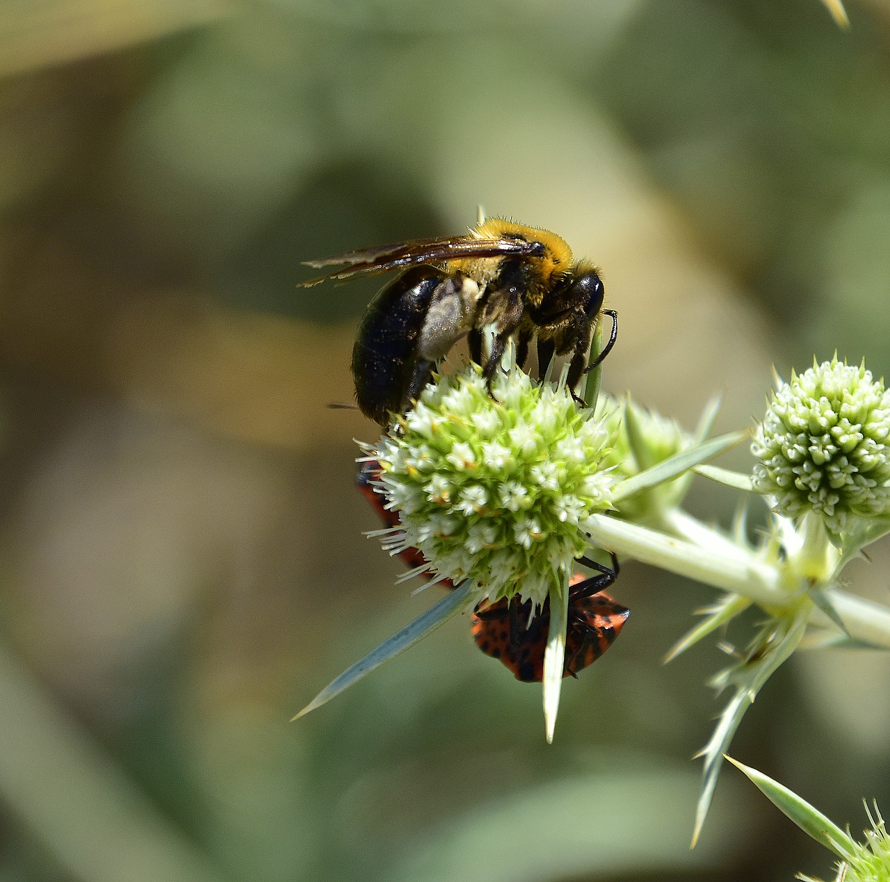 garden  flowers  insects free photo