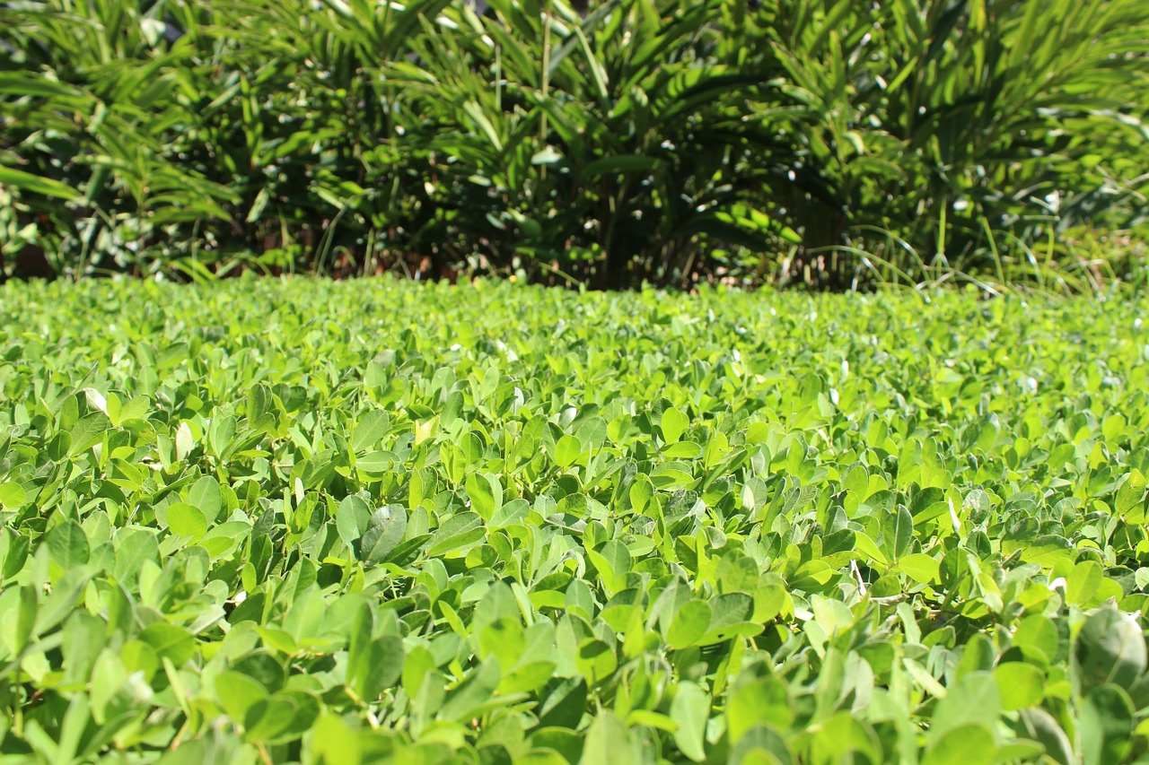 garden leaf green free photo