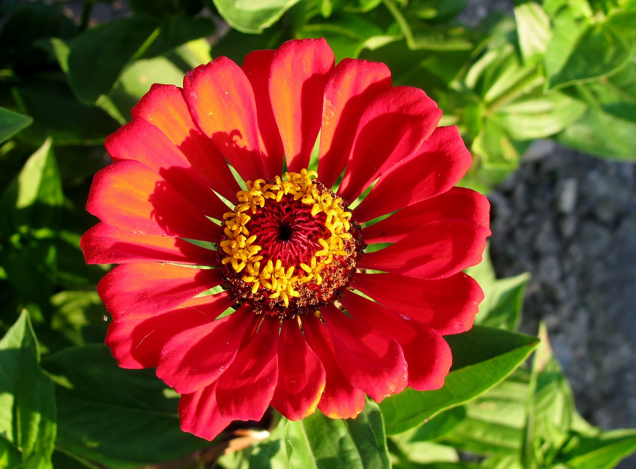 garden  nature  zinnia free photo