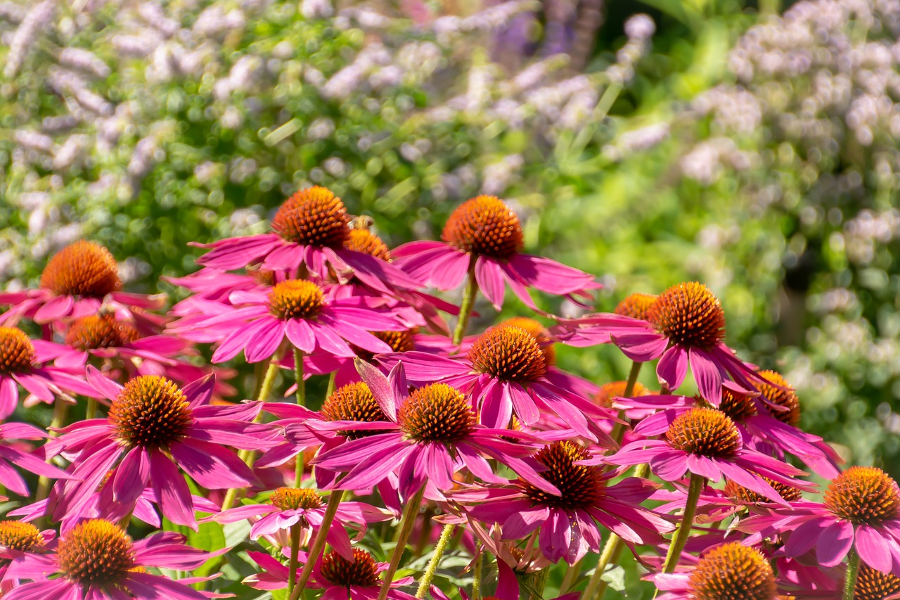 garden  nature  green free photo