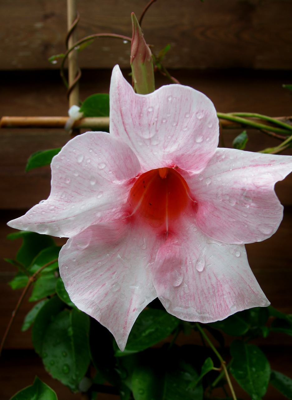 garden  blossom  bloom free photo