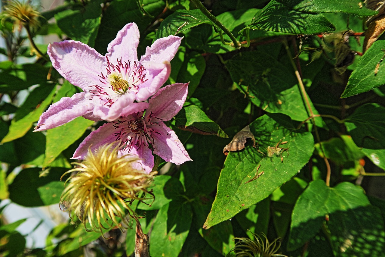 garden  summer  nature free photo