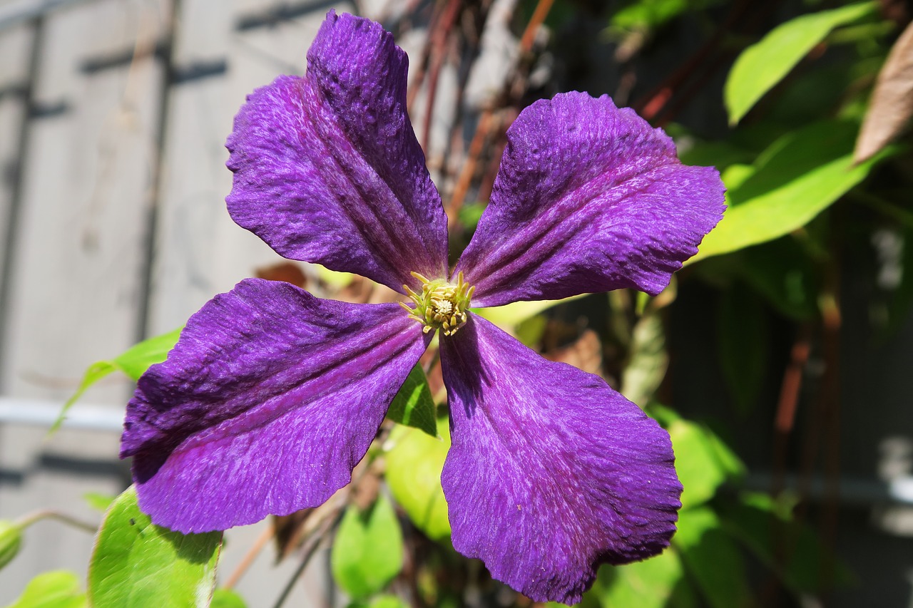 garden  summer  nature free photo