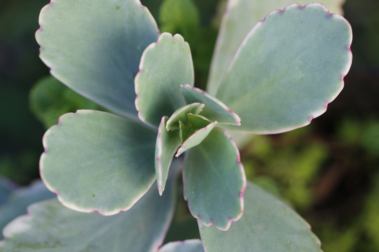 garden  plant  flowers free photo