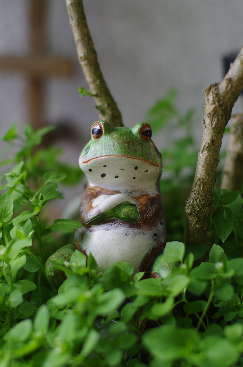 garden  frog  nature free photo