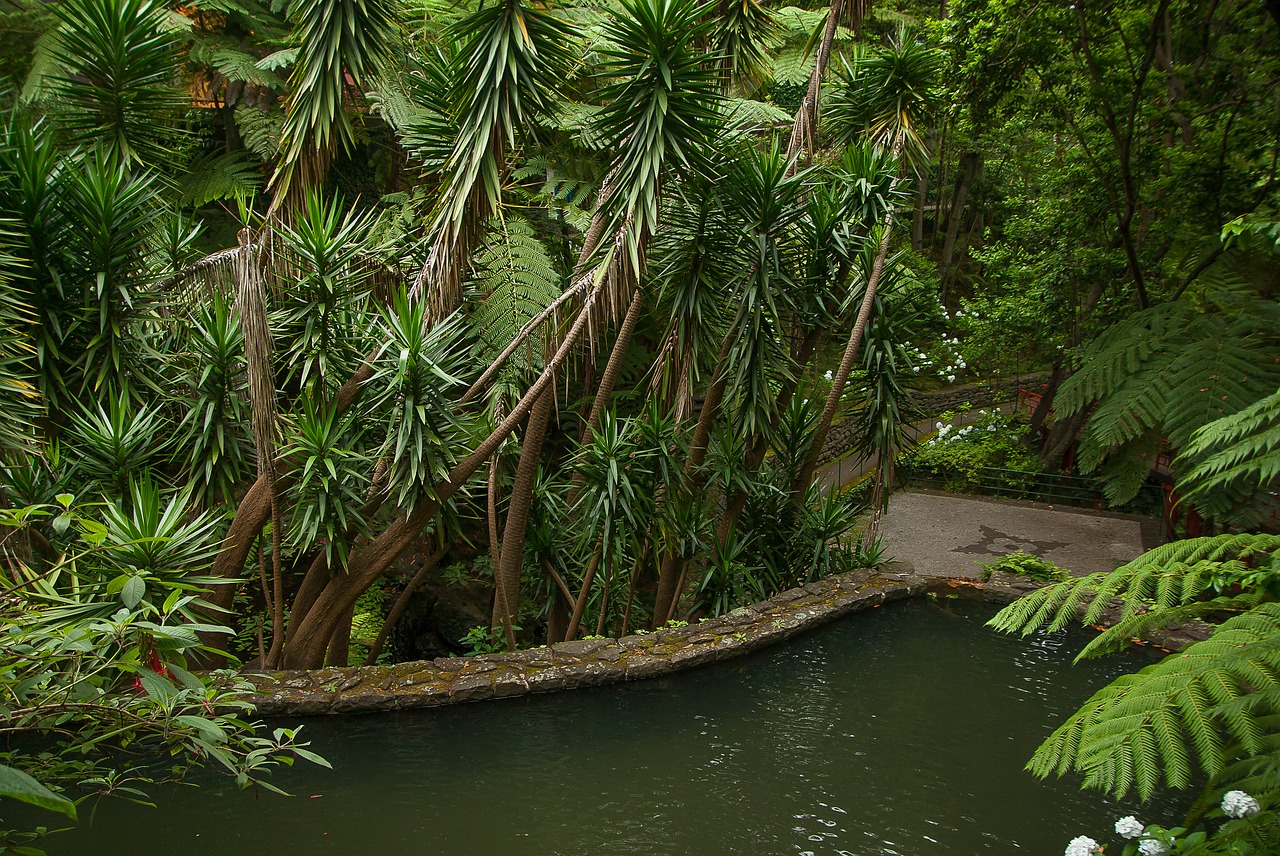 garden  tropical  exotic free photo