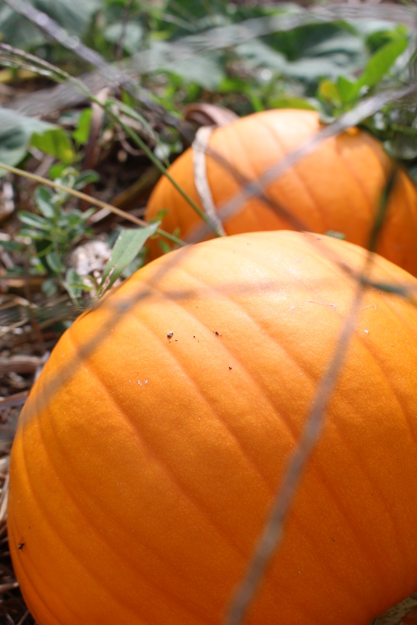 garden  summer  pumpkin free photo