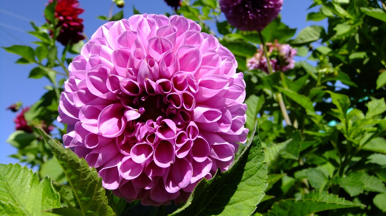 garden  dahlia  flora free photo