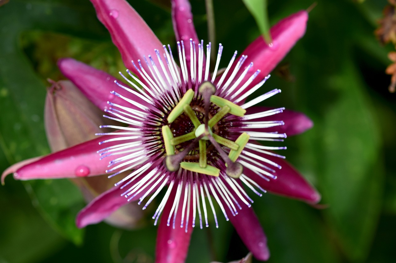 garden  plant  flower free photo