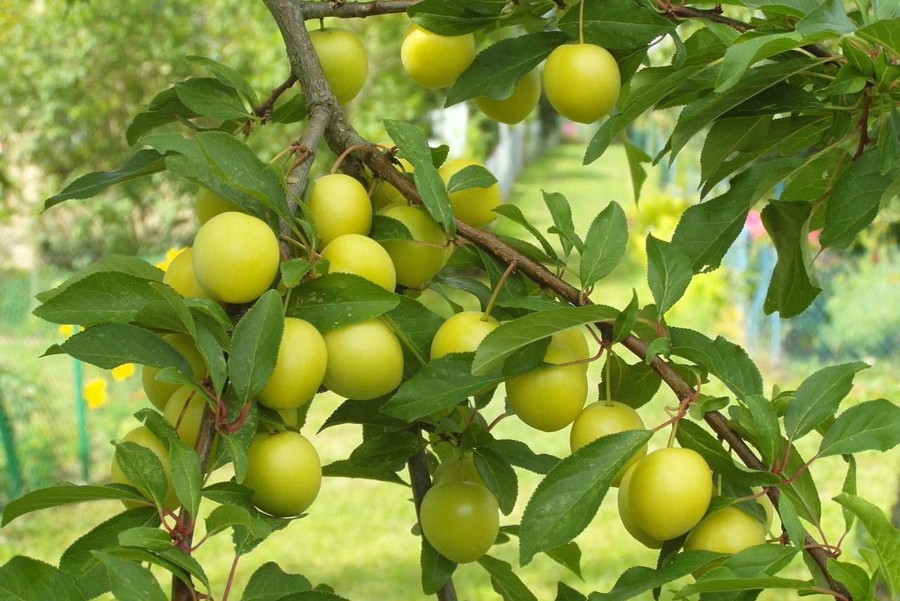 garden  plum  mirabelka free photo