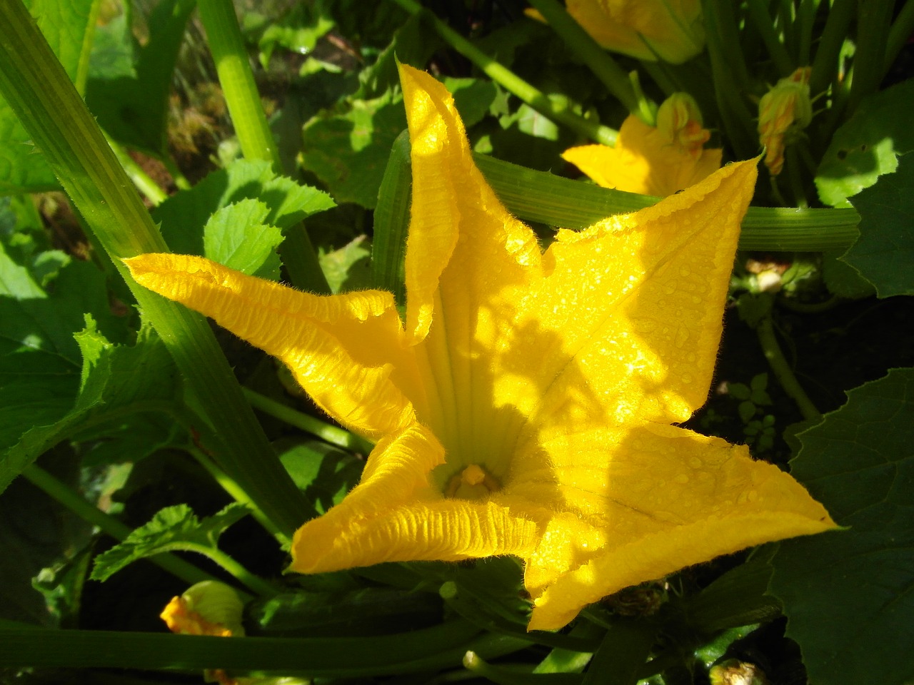 garden  flower  yellow free photo