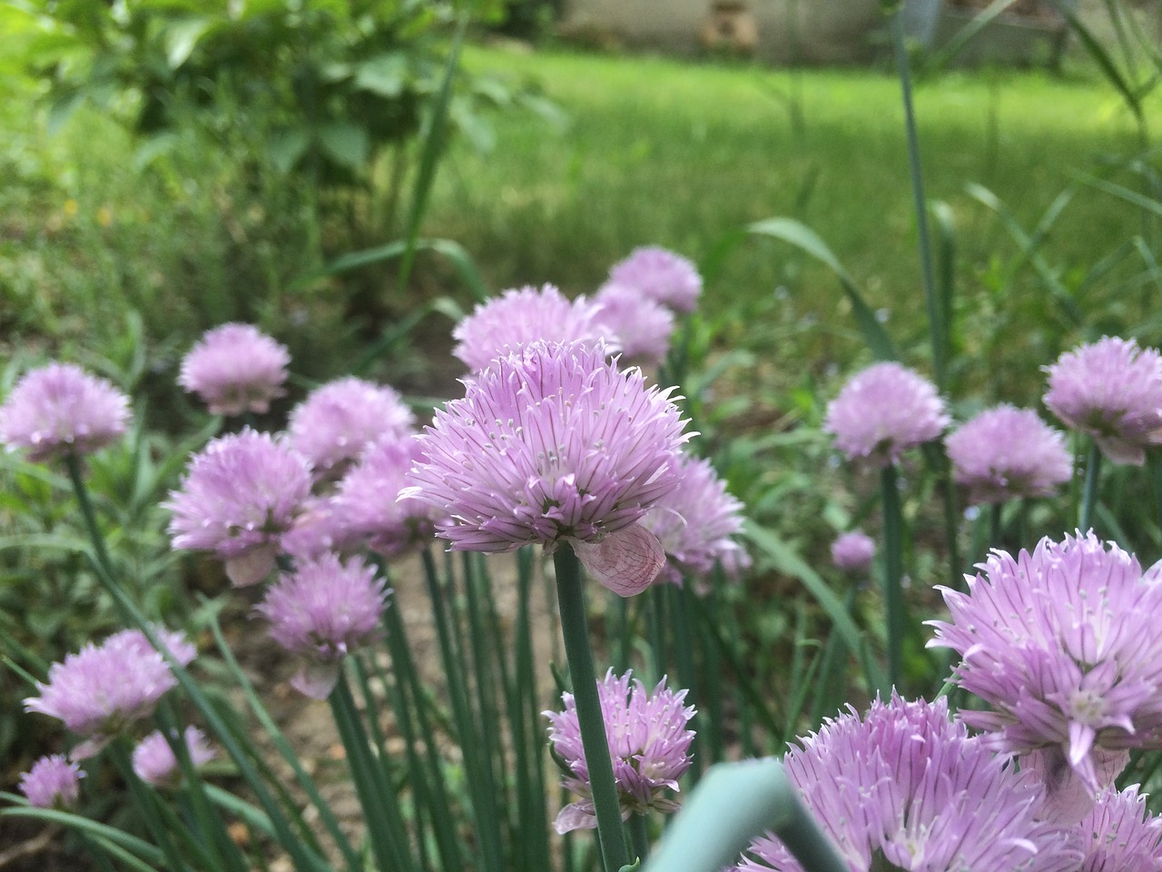 garden  flowers  chives free photo