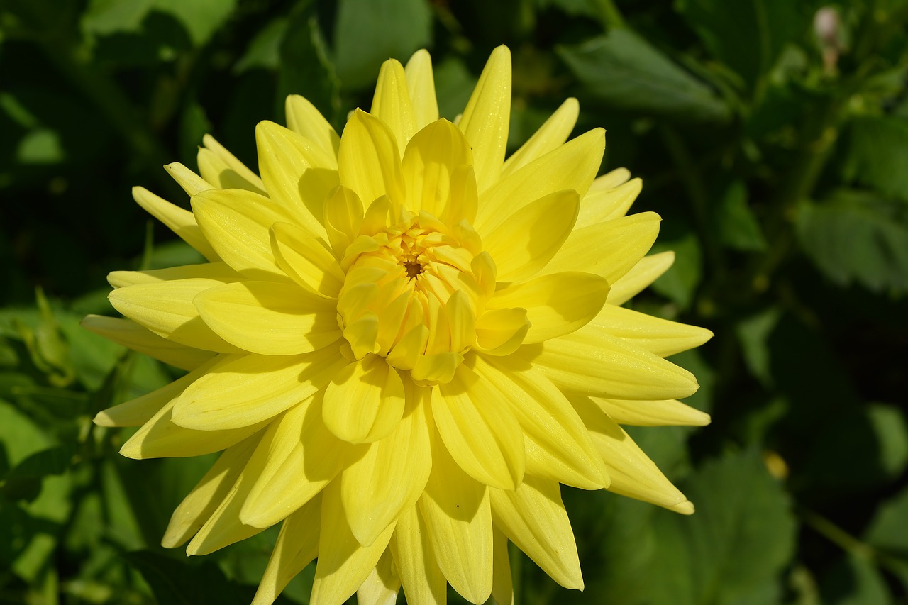 garden  dahlia  blossom free photo