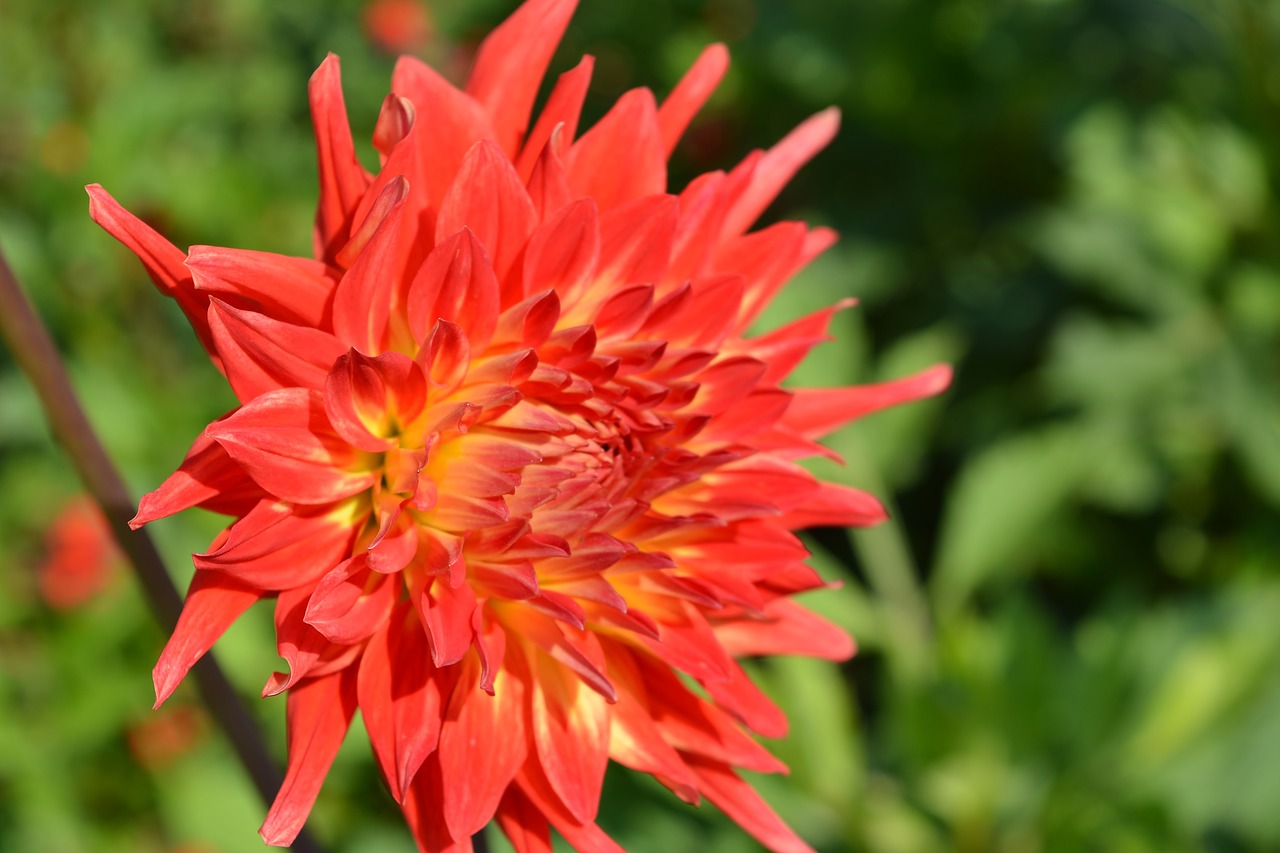 garden  dahlia  flora free photo