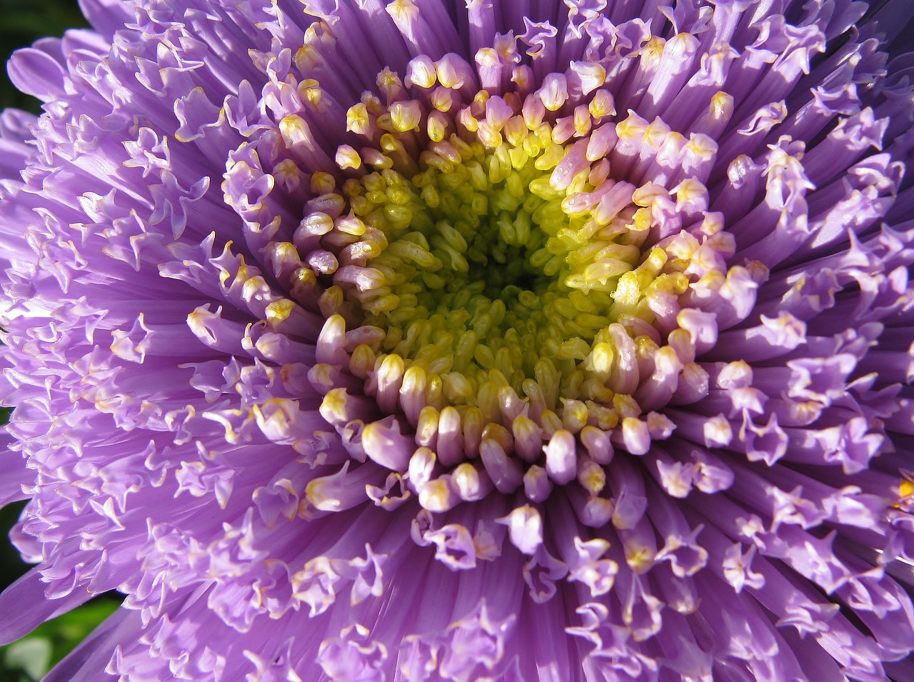 garden  aster  close up free photo