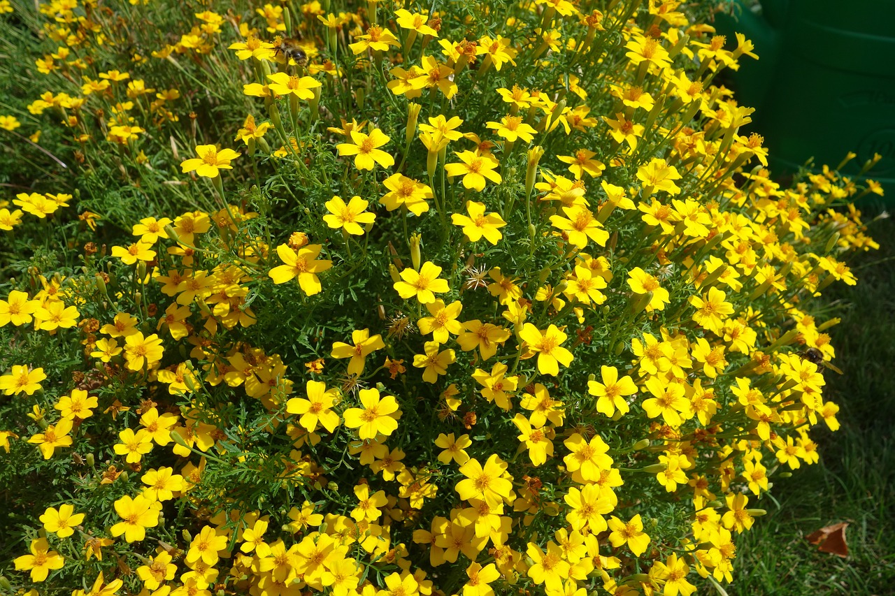 garden  shrub  plant free photo