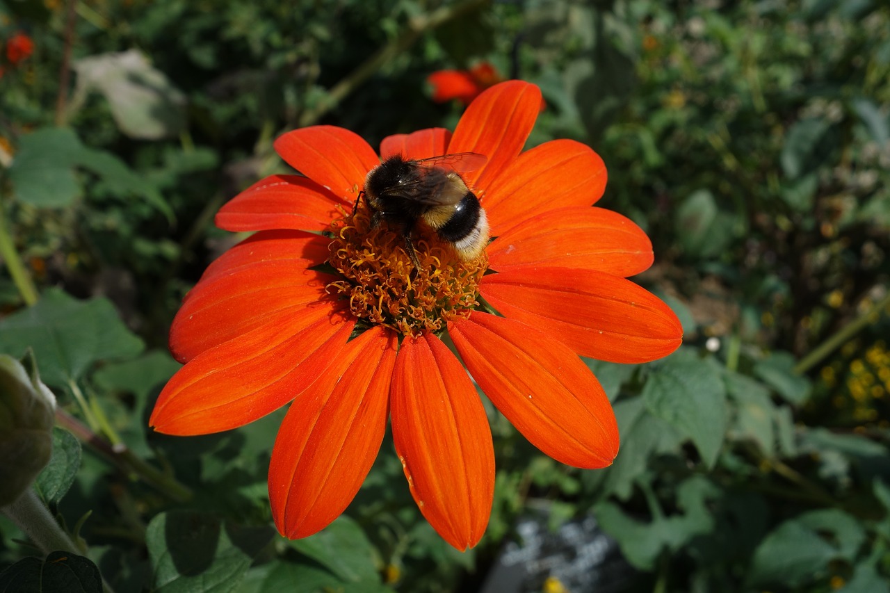 garden  bee  coneflower free photo