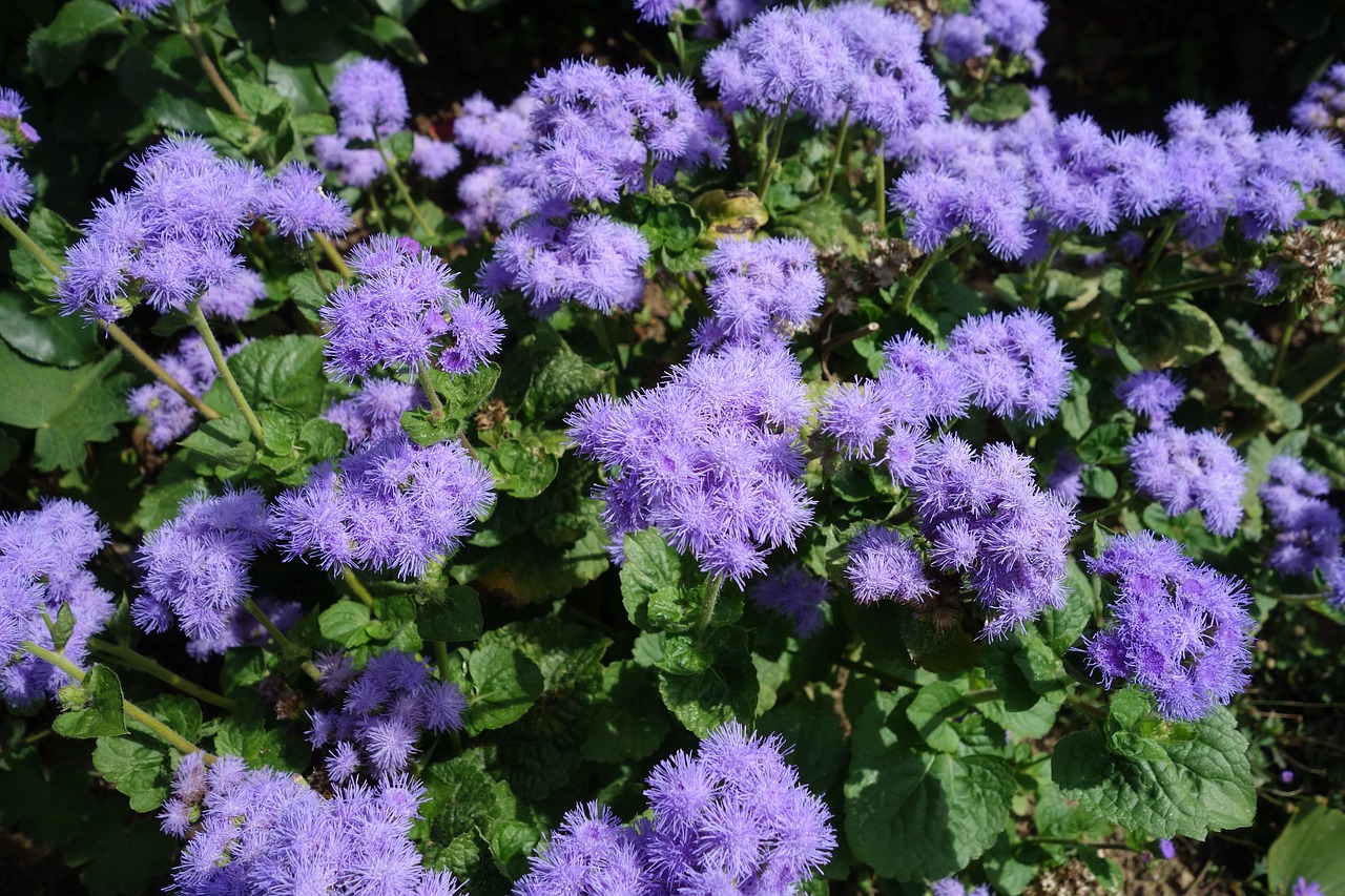 garden  nature  blossom free photo