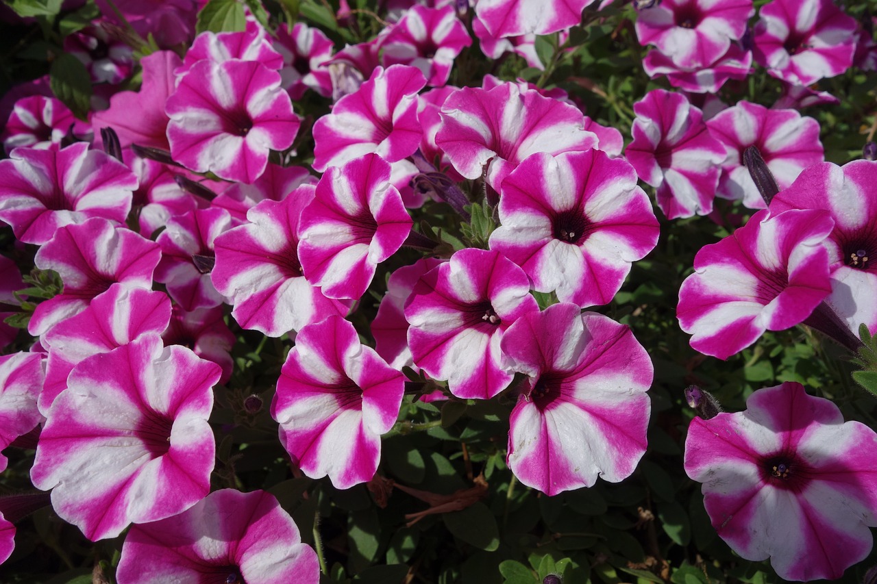 garden  plant  blossom free photo