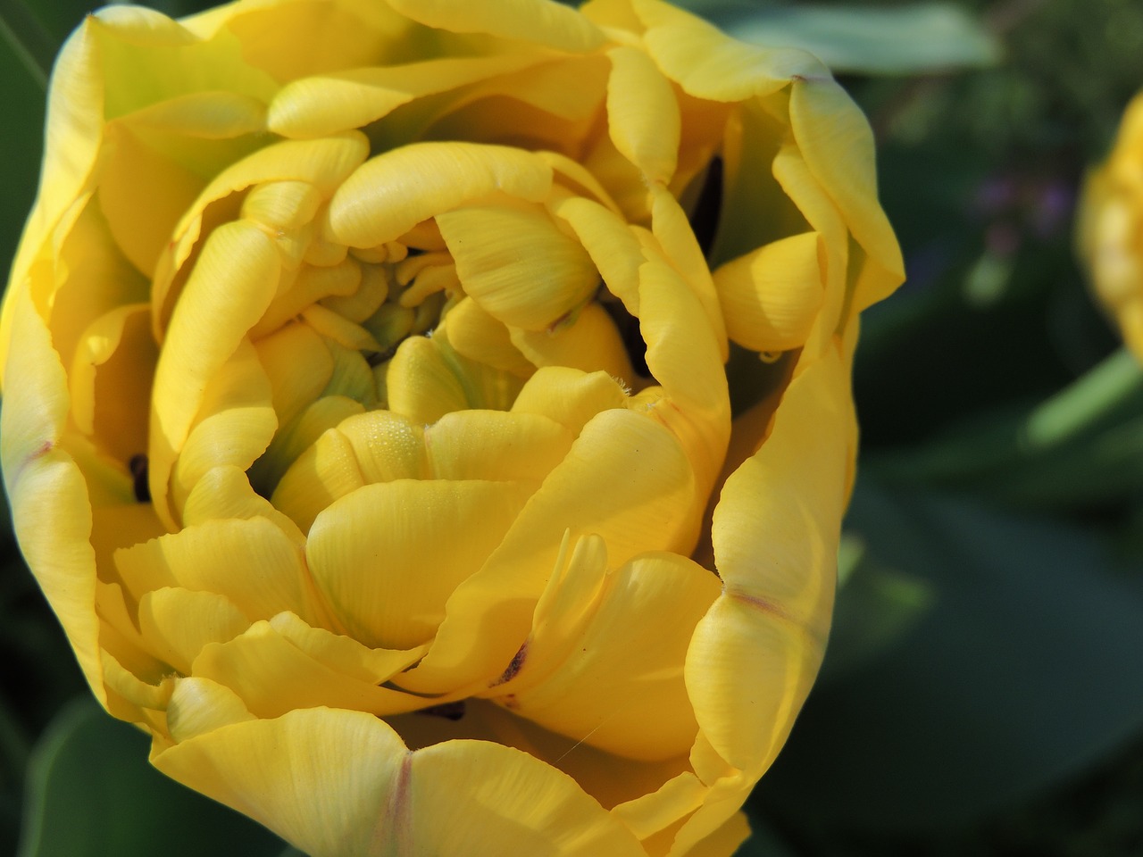 garden  flowers  peony free photo